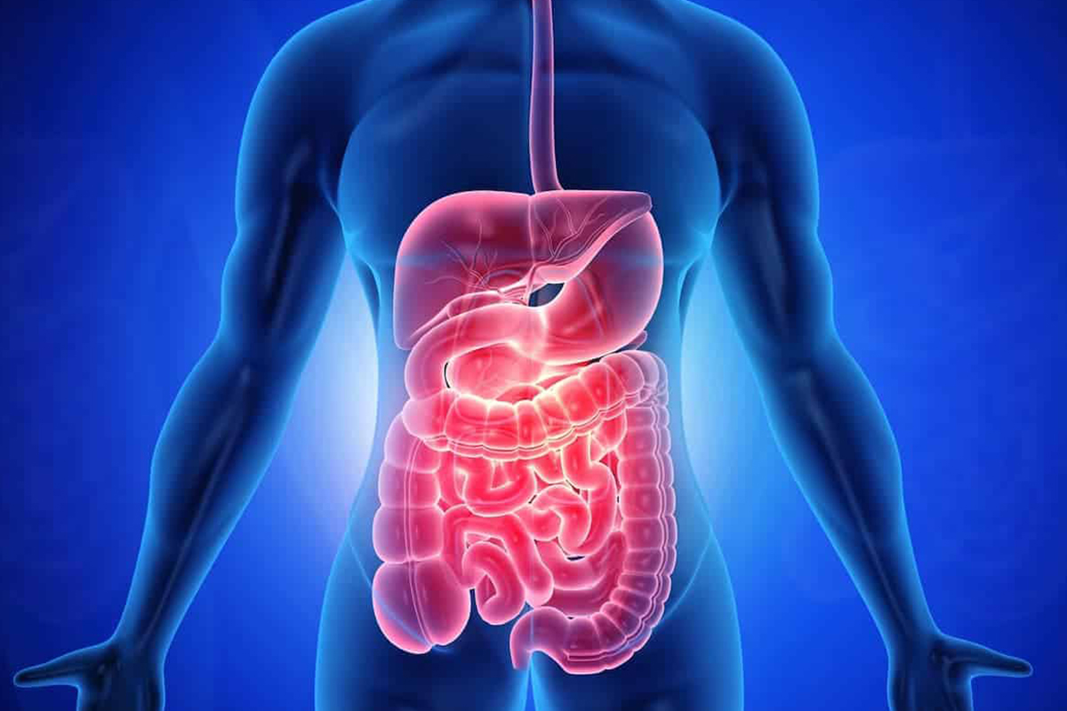 Gut